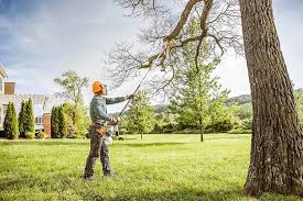 Best Tree Risk Assessment  in Knoxville, IA